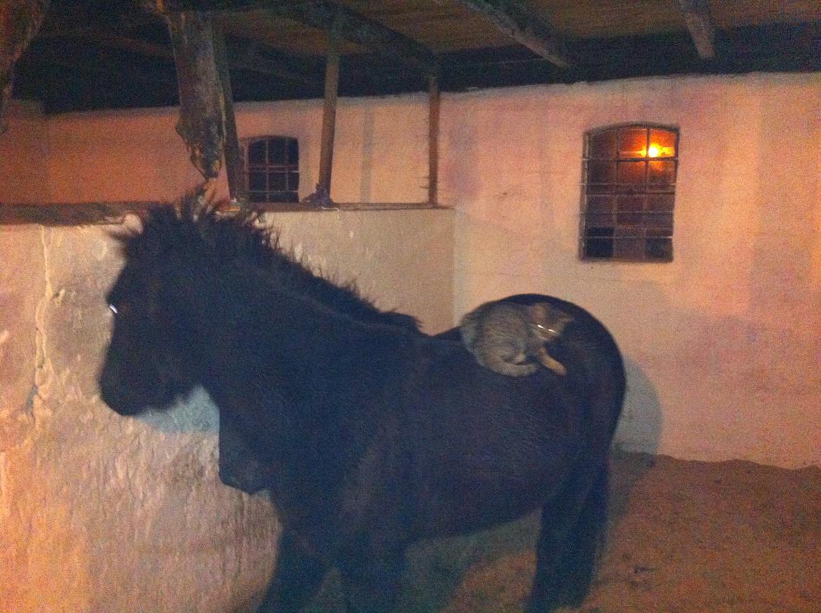 Anden særlig race spirit billede 7