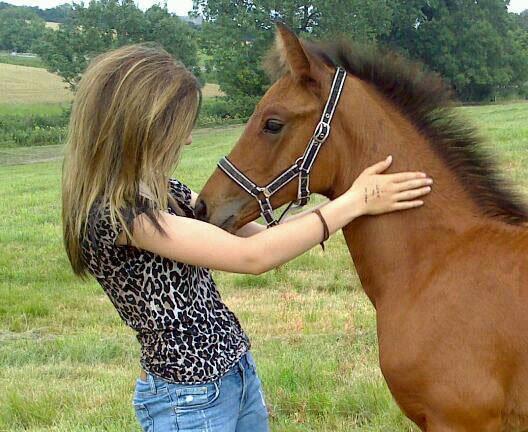 Dansk Varmblod TWINHORS DON'A BALLERINA billede 28