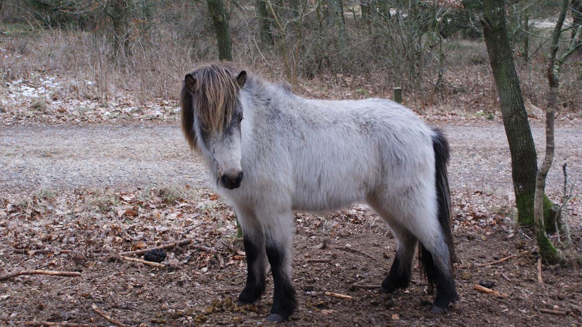 Islænder Gimli fra Lysenge - jan. 2014 billede 15