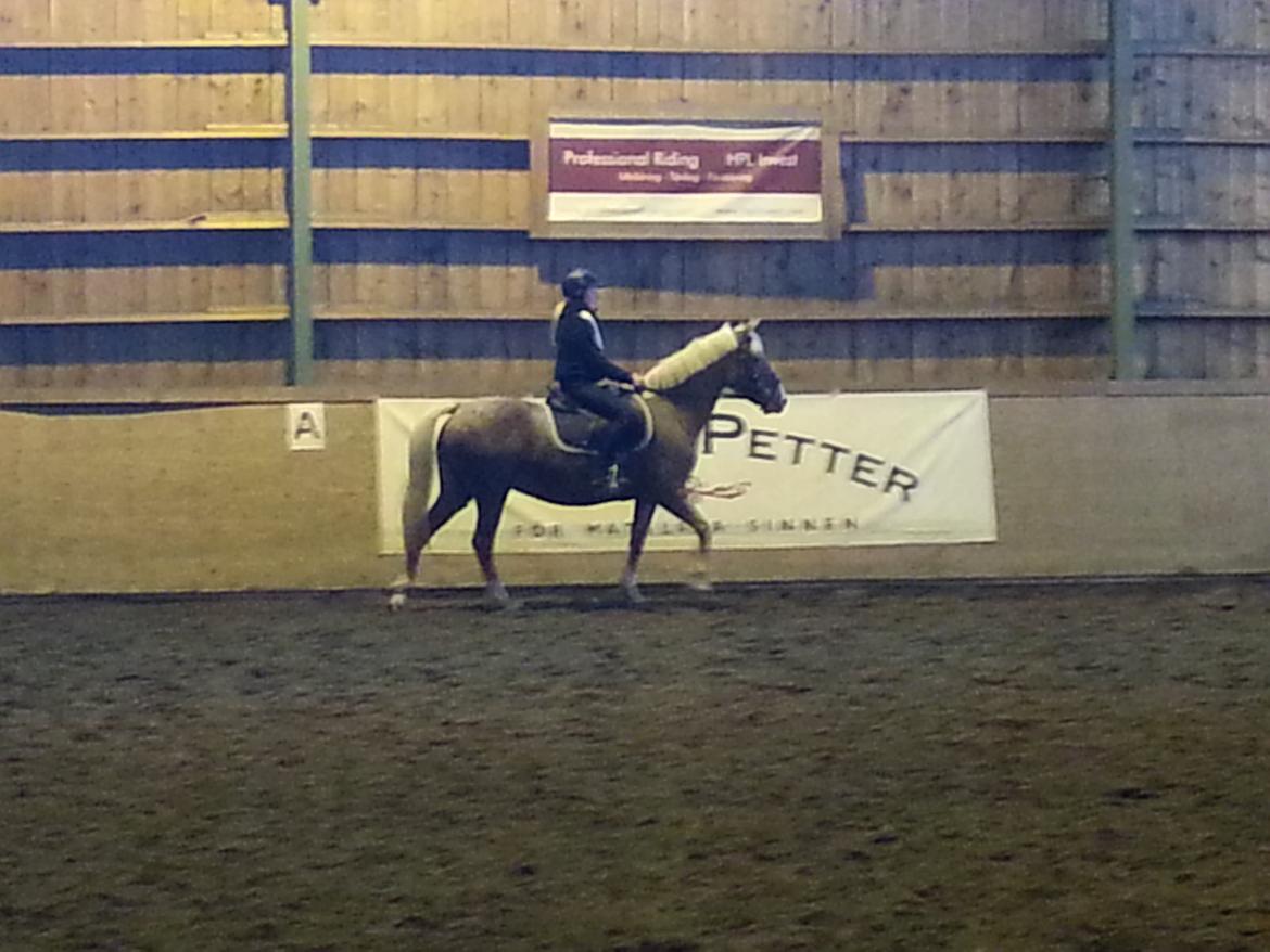 Knabstrupper Tessa billede 5