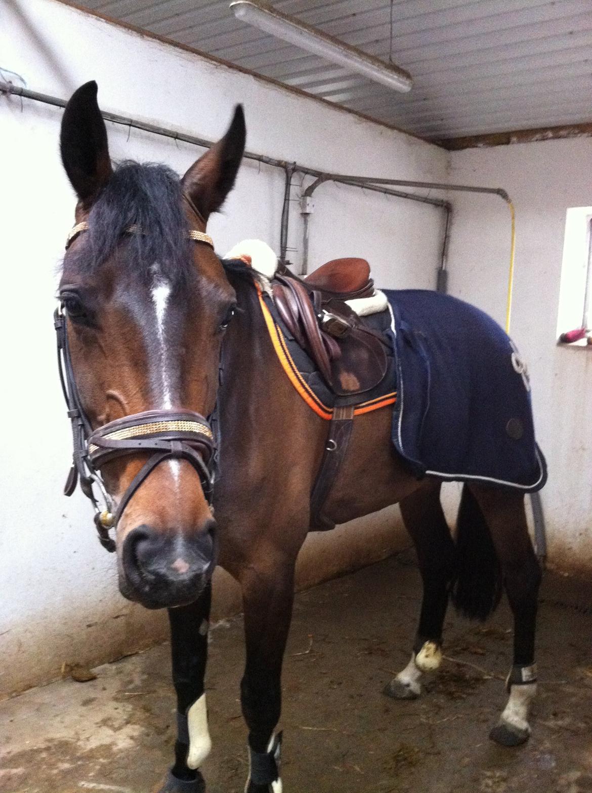 Dansk Varmblod Rødhøjs Felicia billede 18