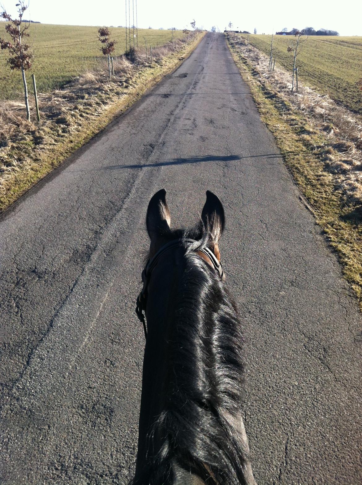 Dansk Varmblod Rødhøjs Felicia billede 19