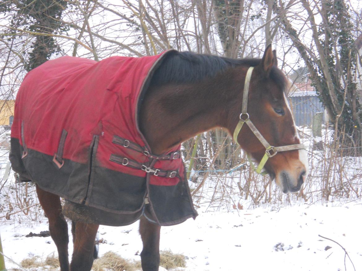 Oldenborg Møllestedets Highlight HIMMELHEST - En dag i sneen billede 10