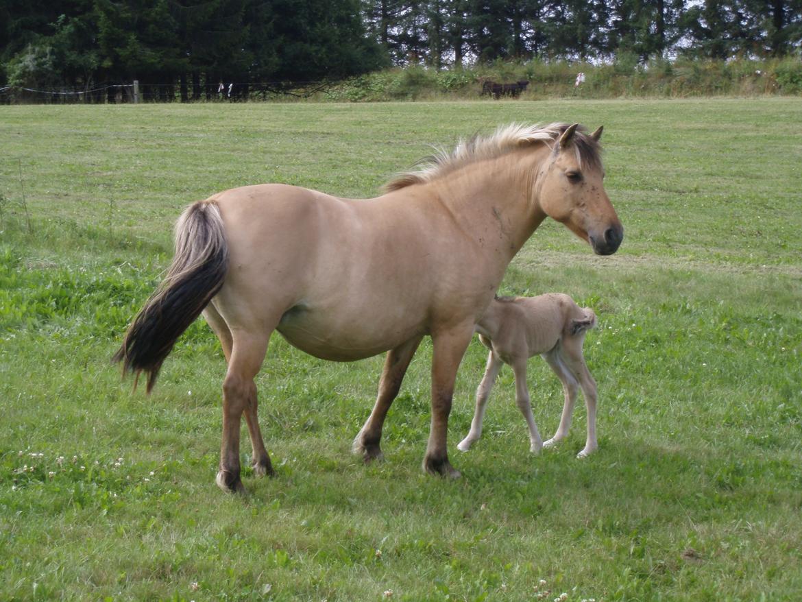 Anden særlig race Chila billede 8