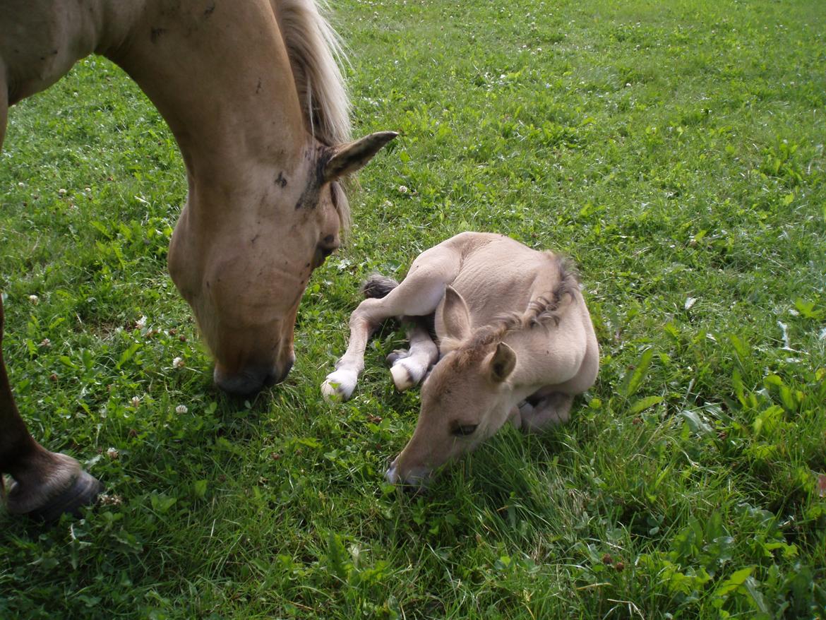 Anden særlig race Chila billede 11