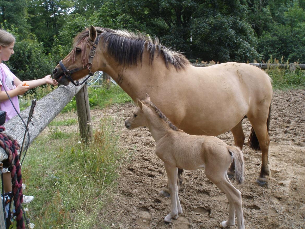 Anden særlig race Chila billede 7