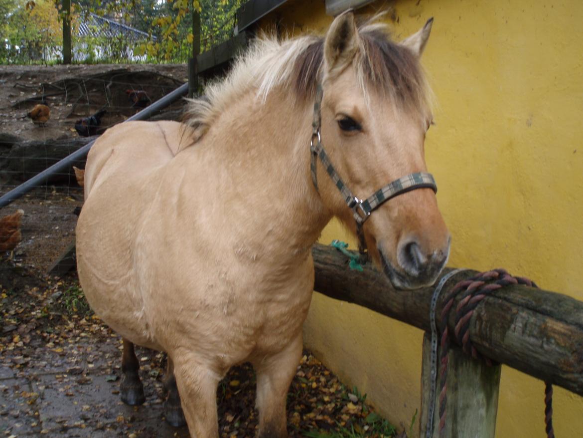 Anden særlig race Chila billede 6