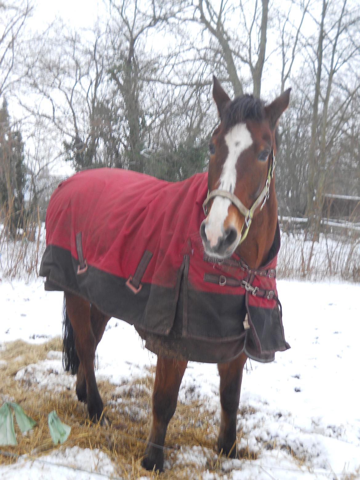 Oldenborg Møllestedets Highlight HIMMELHEST - flot fyr billede 11