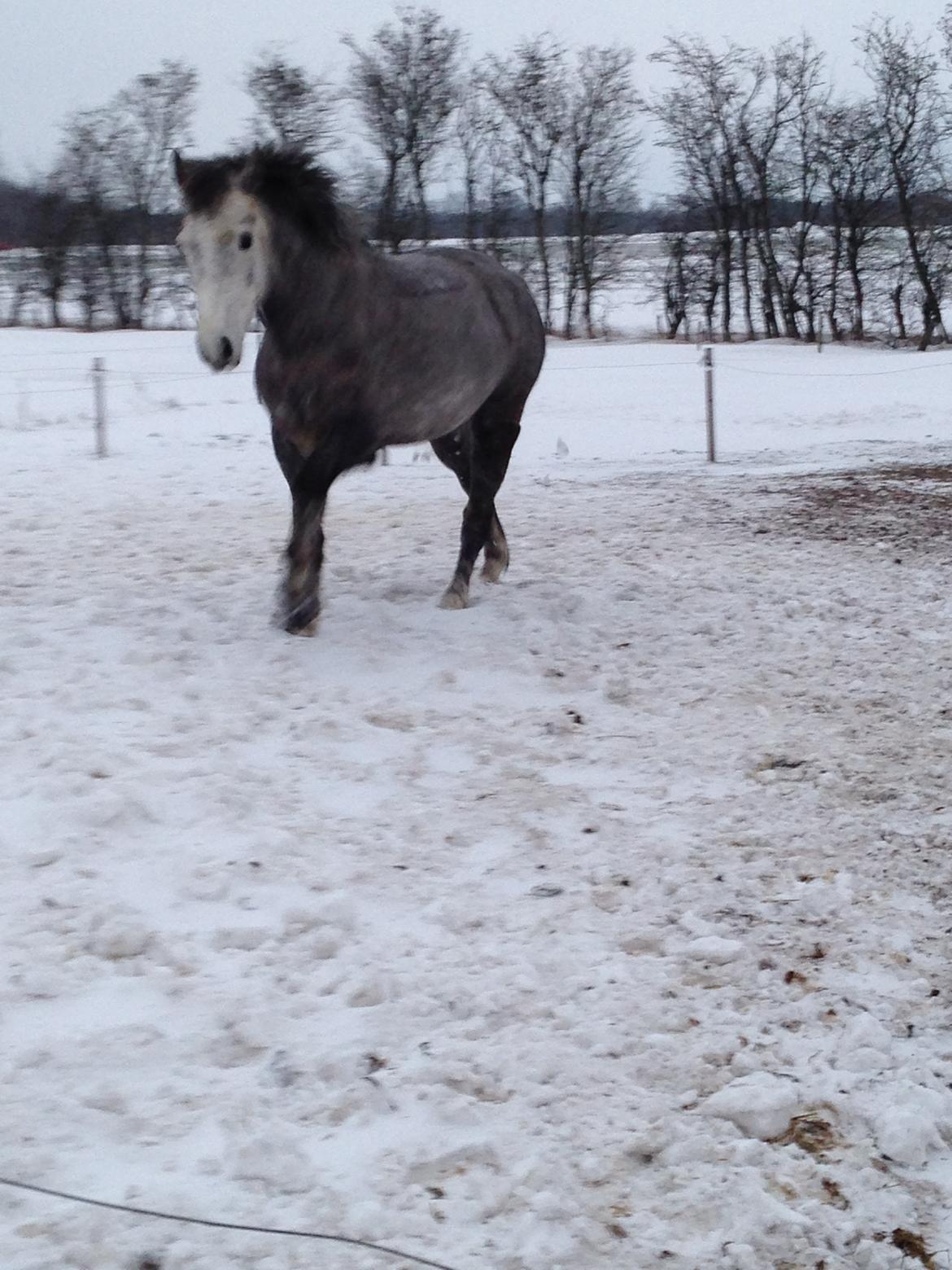 New Forest | Cavallino | - Lino fik da lige lov til at komme ud i sneen uden dækken på  :-D billede 5