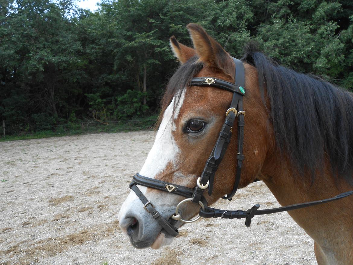 Welsh Pony (sec B) Lyngvejens Divas billede 3