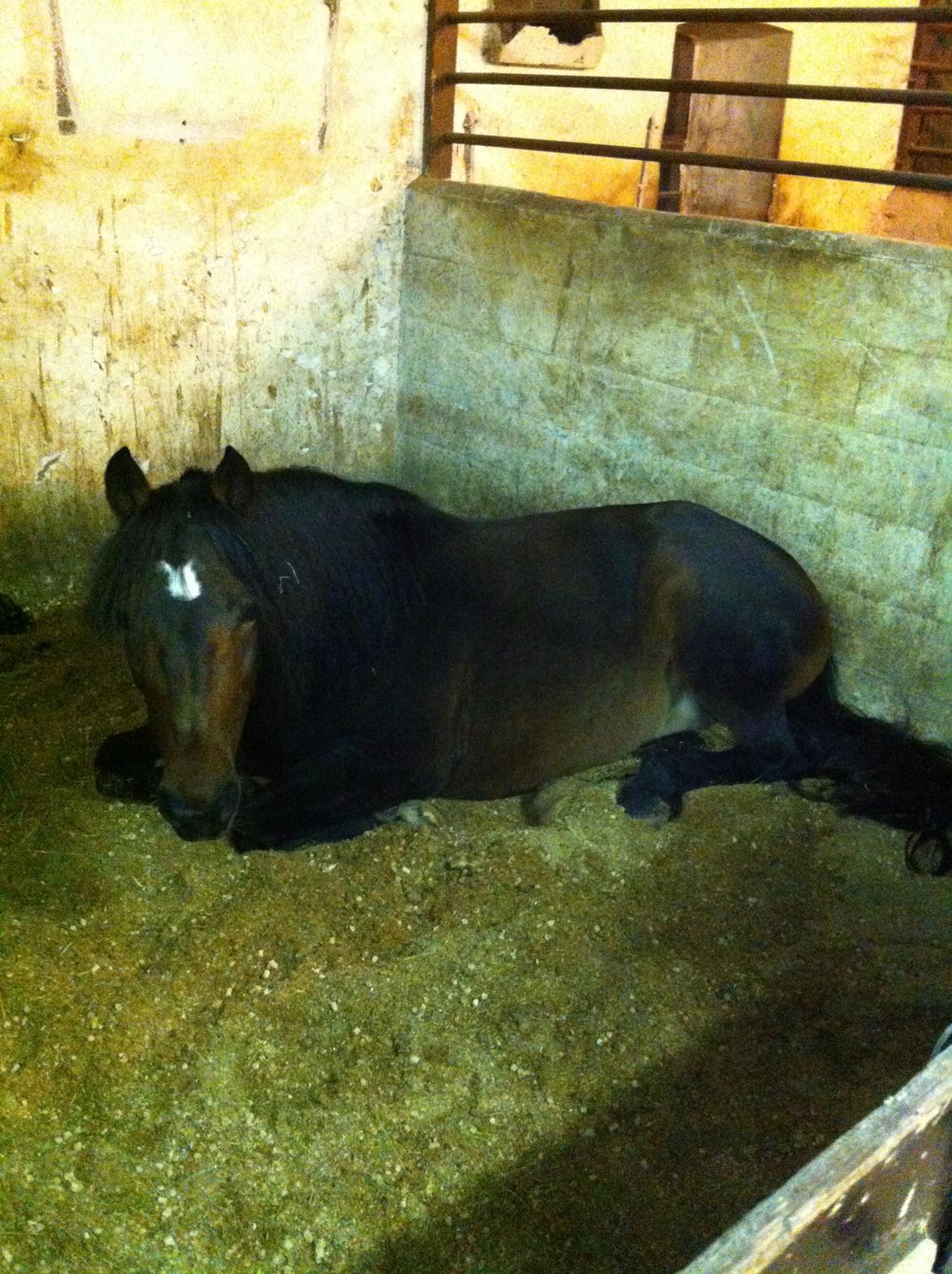 New Forest Sissa billede 12