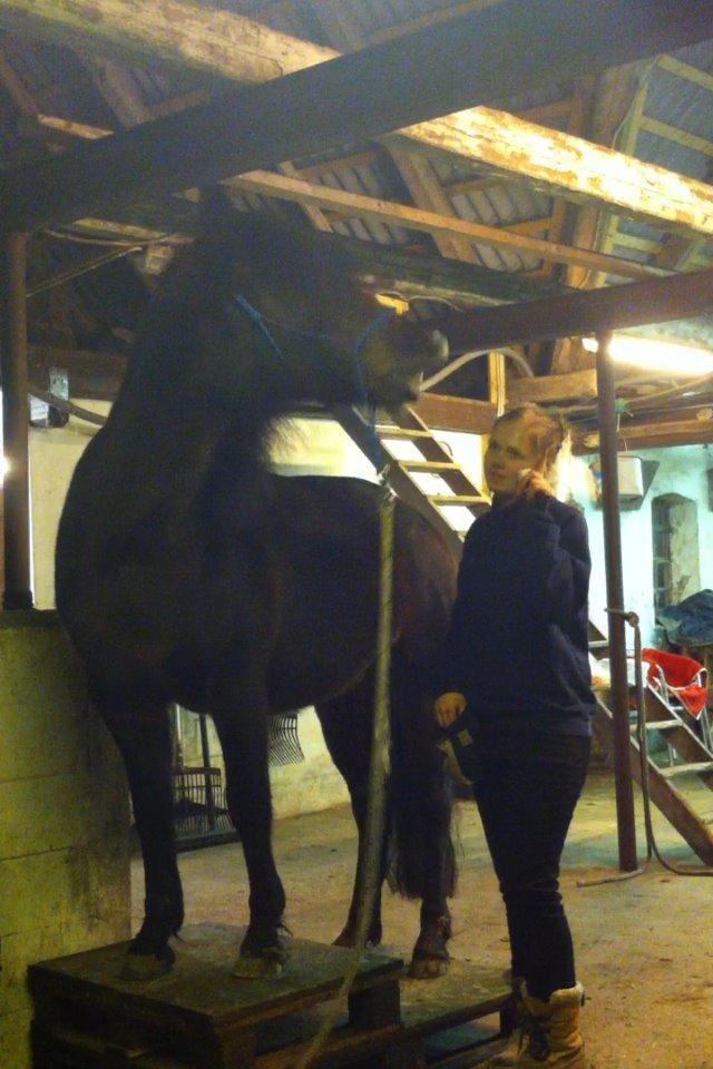 New Forest Sissa billede 9