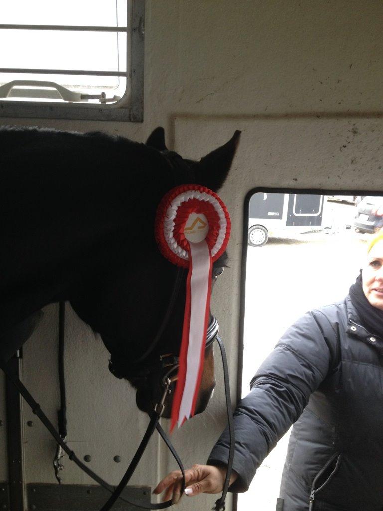 Tysk Sportspony Aquador • B-PONY • billede 6