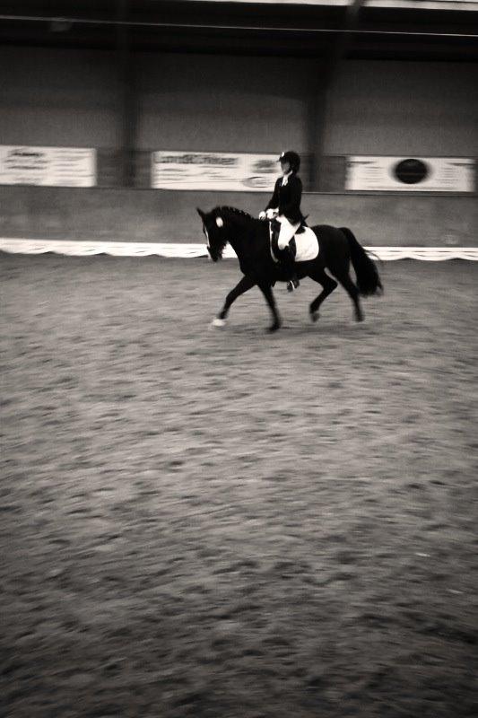 Tysk Sportspony Aquador • B-PONY • billede 3