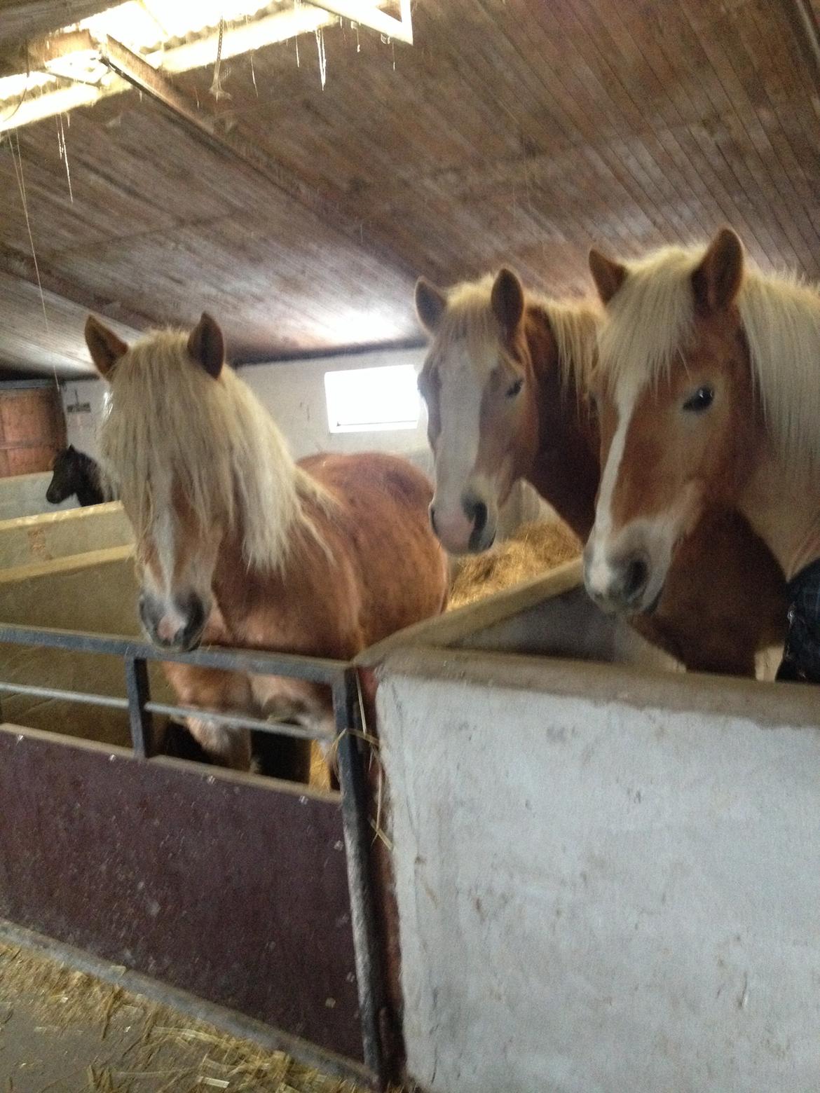 Haflinger Wonder<3 billede 9