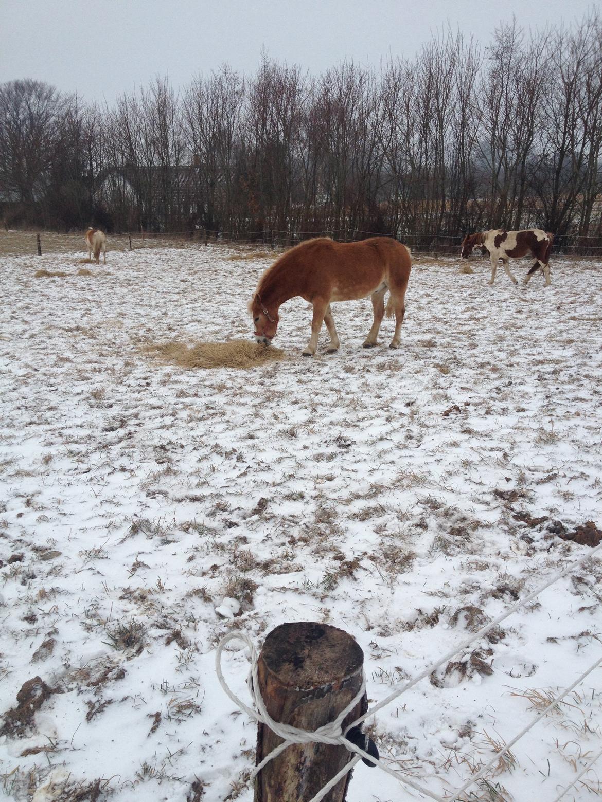 Haflinger Wonder<3 billede 11