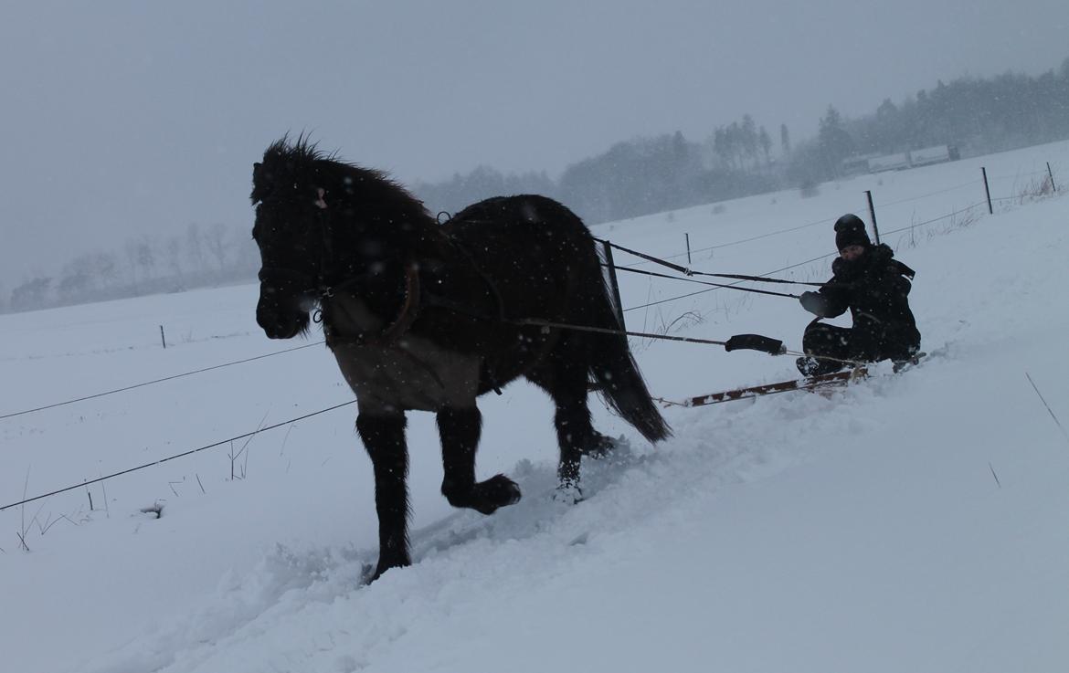 Islænder SVALA FRA ANNERUP (Svalte) - Vinteren 2014,!! endelig sne, så står den på kælketur! billede 20