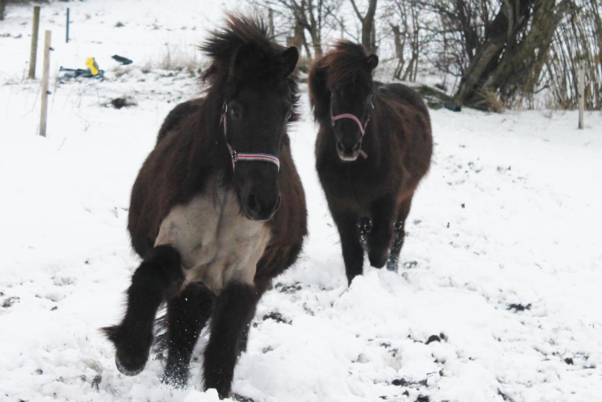 Islænder SVALA FRA ANNERUP (Svalte) - Svala og hendes bff Odin nyder sneen! :-D Dejligste små heste. 28/12/214 billede 18