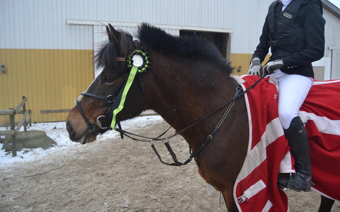 New Forest Roløkke Classic  - Fejlfri runde i 80 cm. på fredensborg humlebæk rideklub billede 10