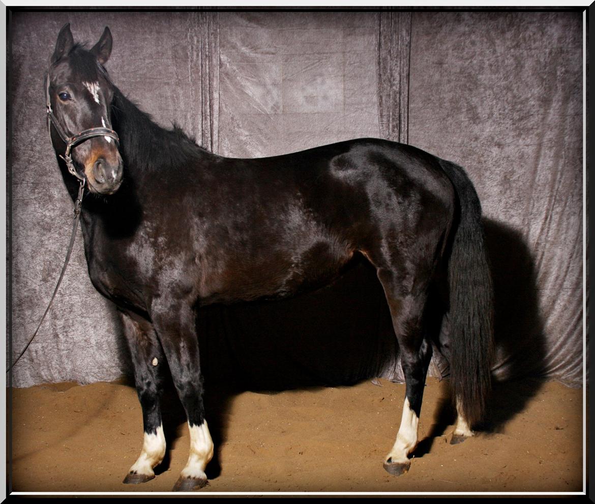 Dansk Varmblod Mo Cruisle "Pusle" - 2014 billede 7