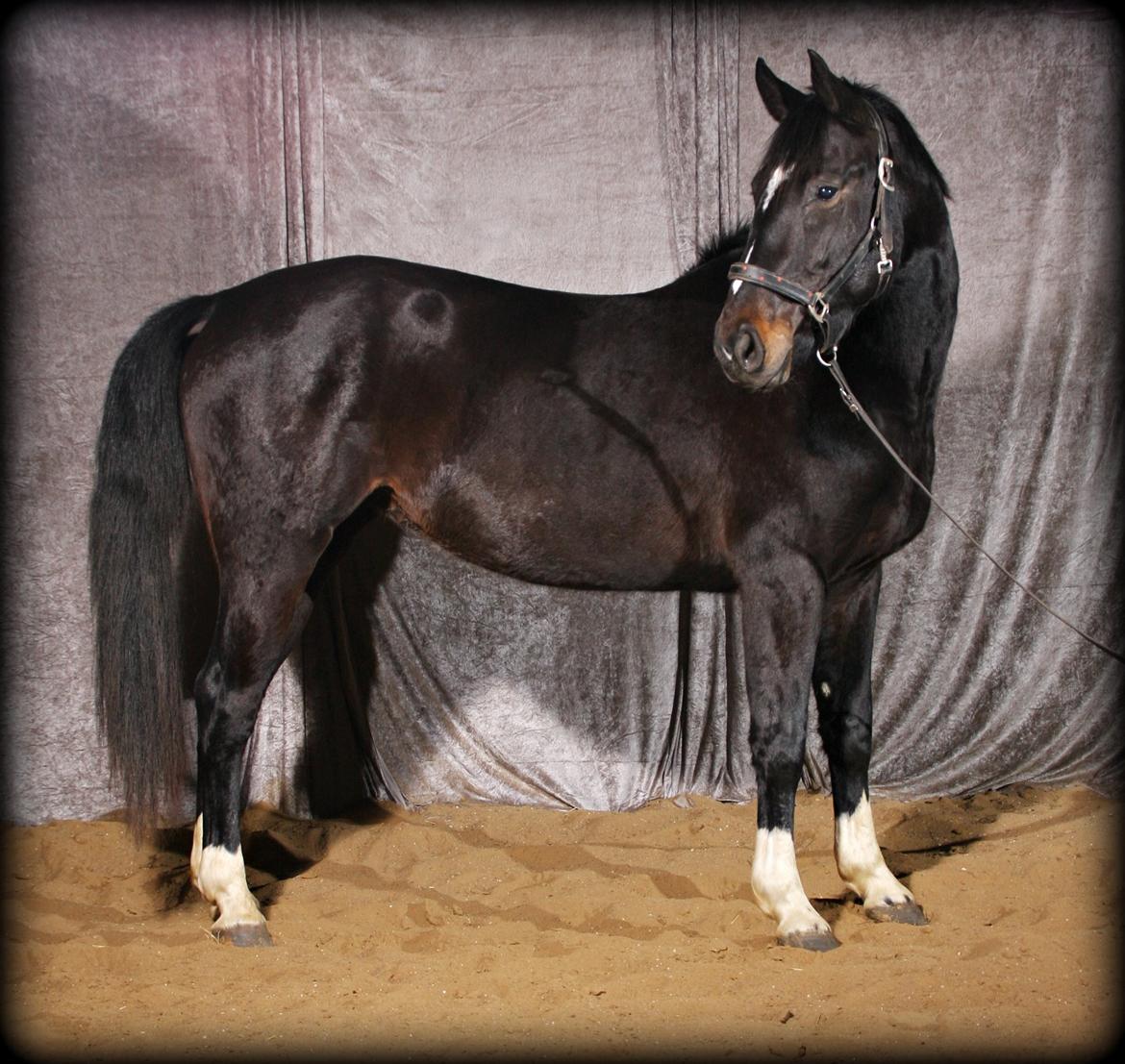 Dansk Varmblod Mo Cruisle "Pusle" - 2014 billede 8