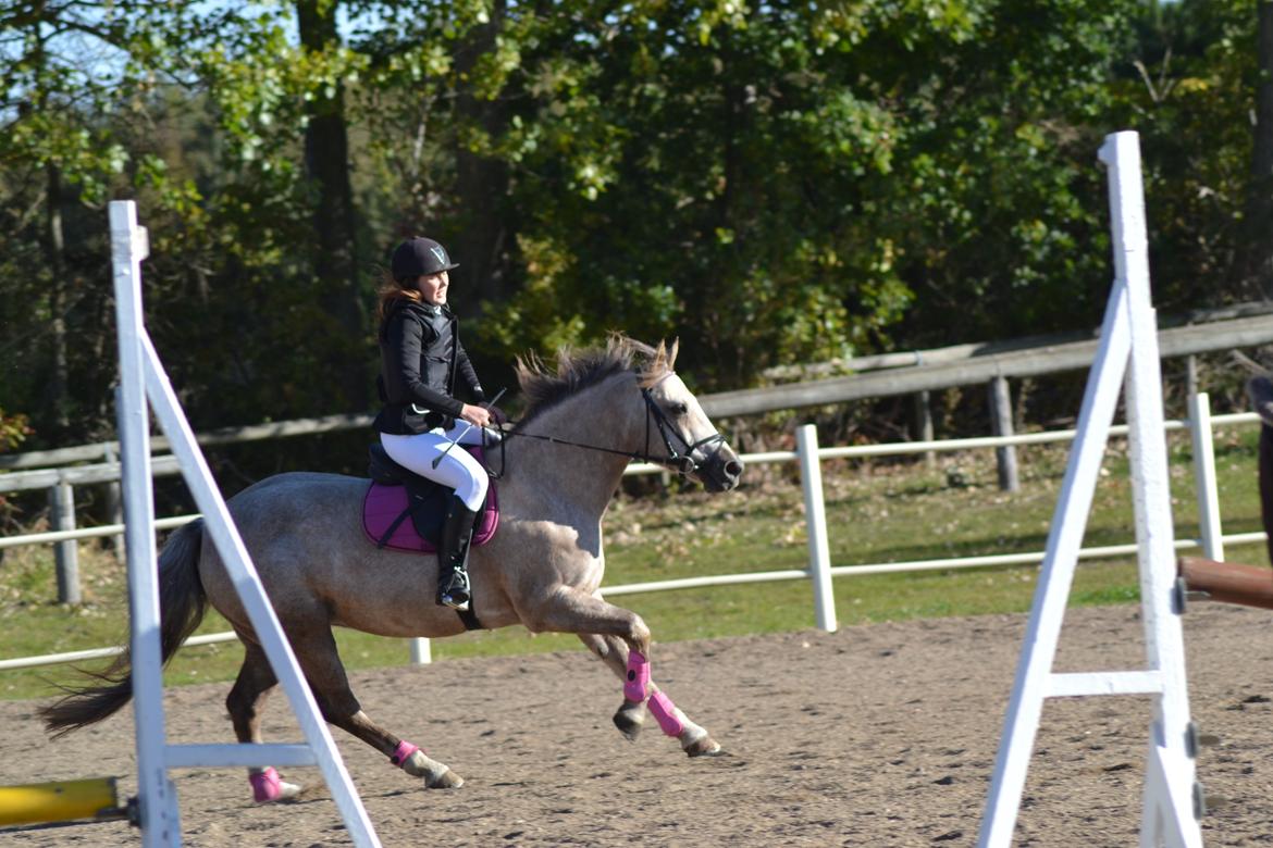 Connemara Moneyveen Smokie billede 9