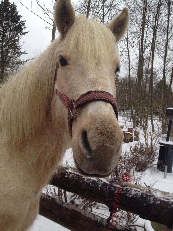 Palomino Sun shin billede 13