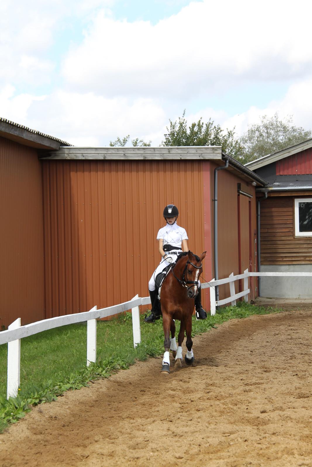 Anden særlig race Astaróla B-pony billede 2