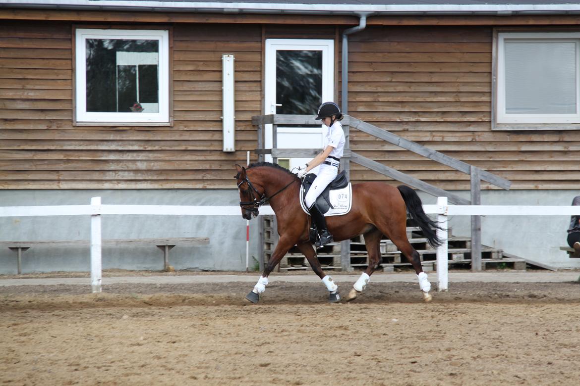 Anden særlig race Astaróla B-pony billede 10