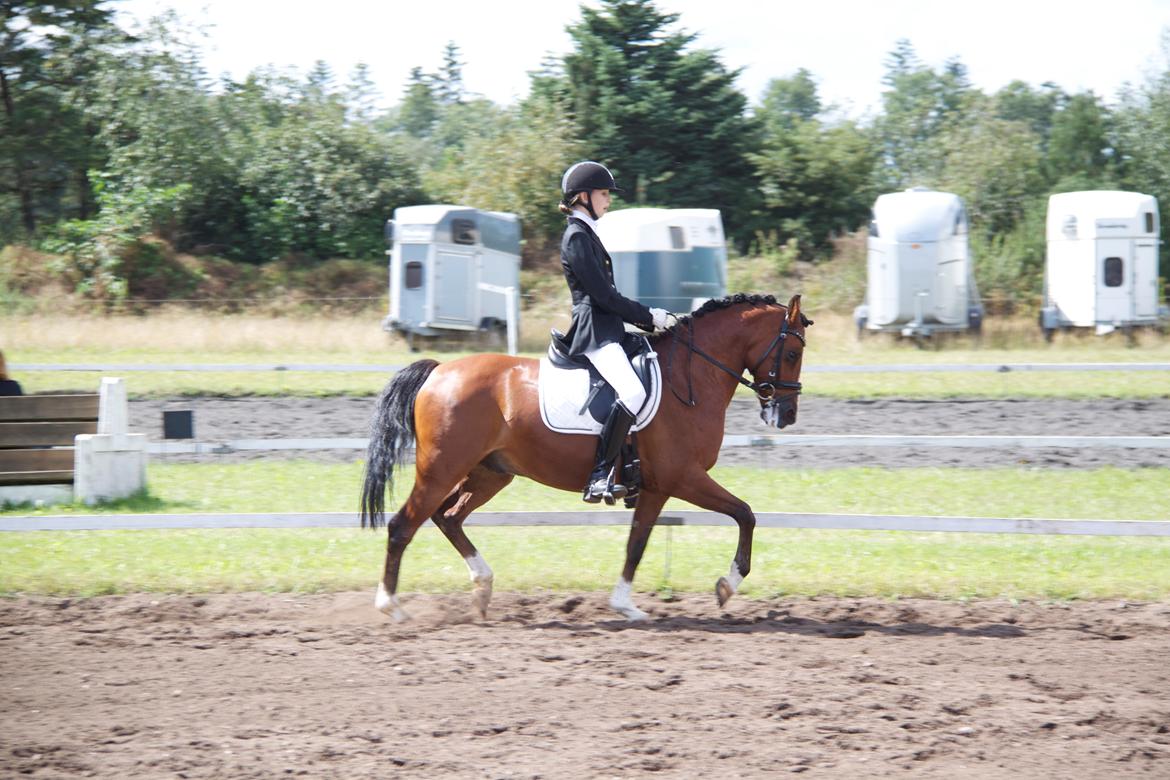 Anden særlig race Astaróla B-pony billede 4