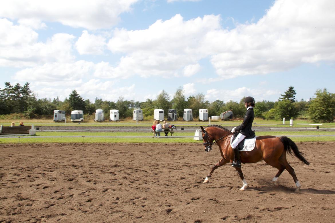 Anden særlig race Astaróla B-pony billede 5