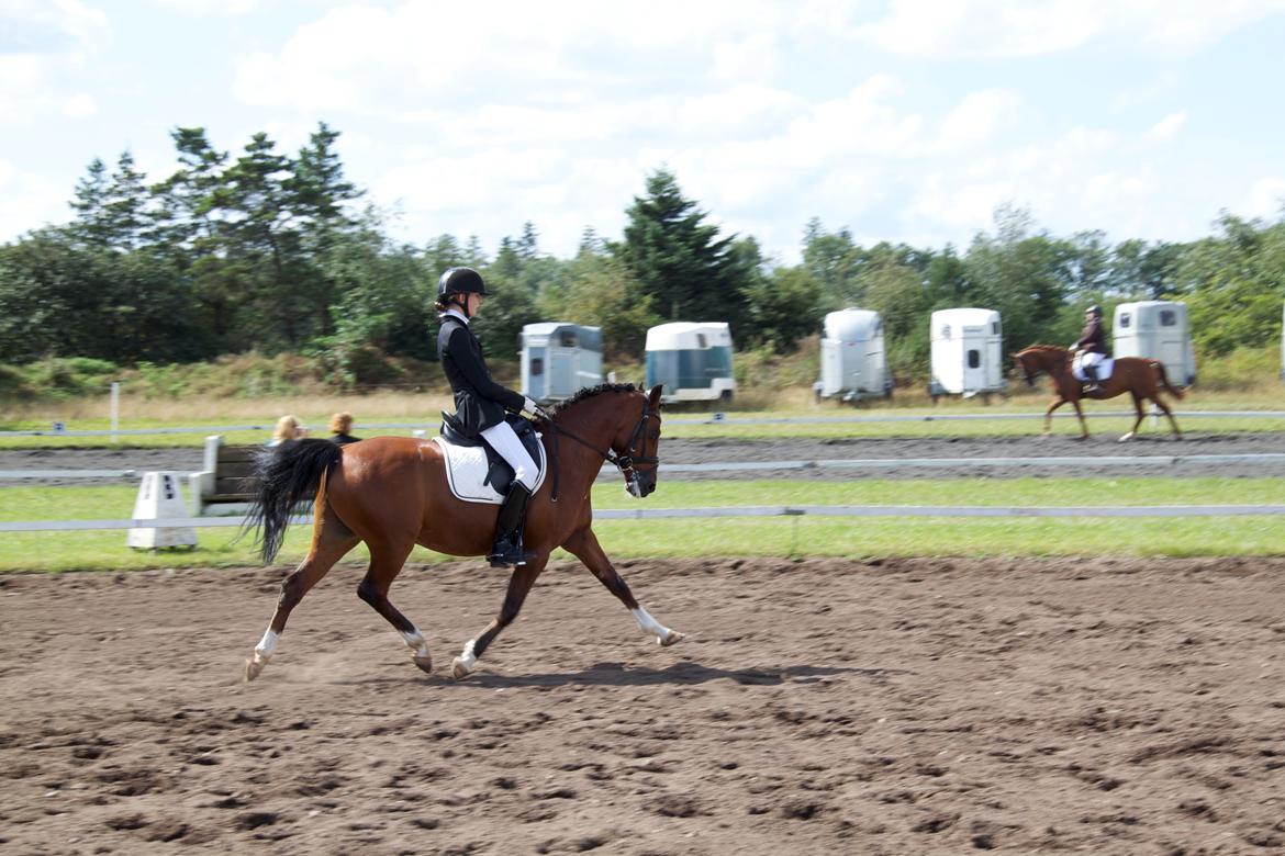 Anden særlig race Astaróla B-pony billede 8