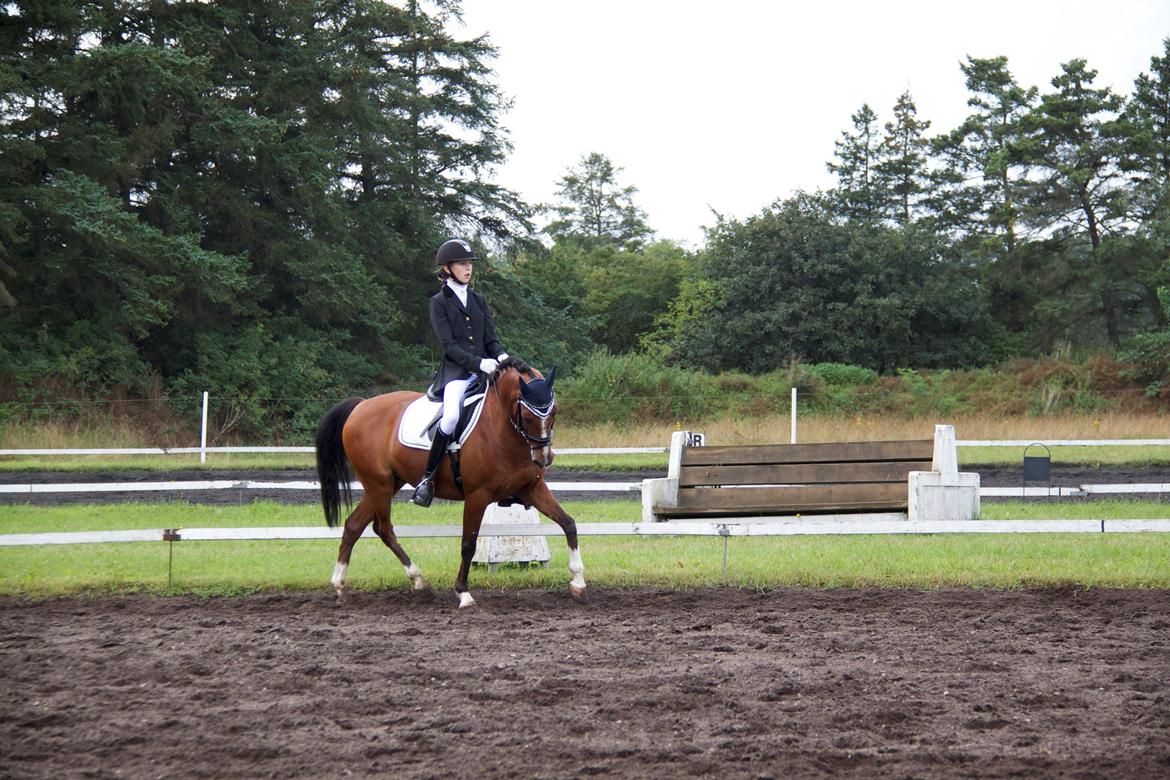 Anden særlig race Astaróla B-pony billede 3