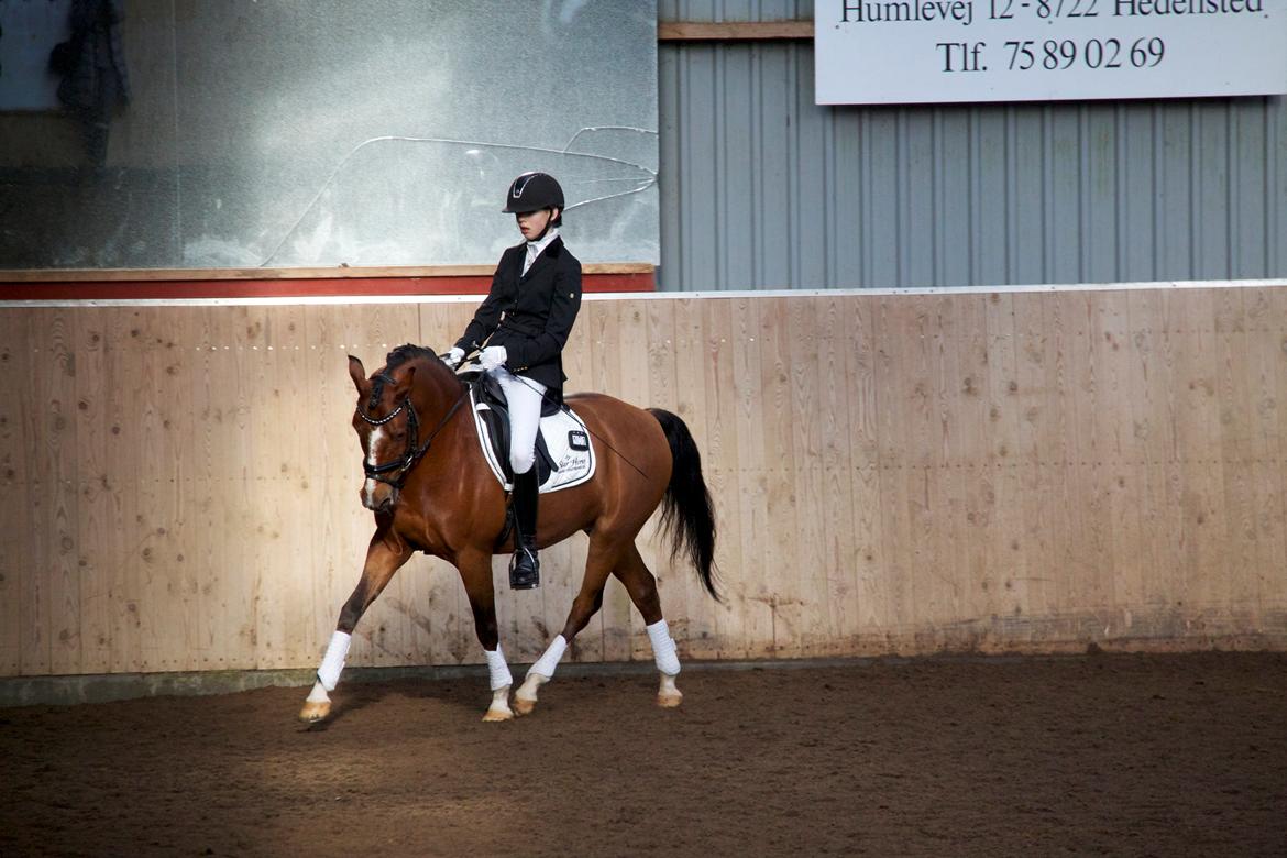 Anden særlig race Astaróla B-pony billede 13