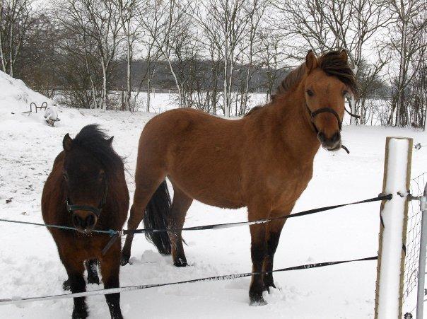 Anden særlig race Figo - nick og figo på fold billede 1