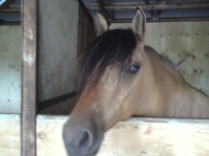 Anden særlig race Figo - figo i sin nye u malede boks<3 billede 3