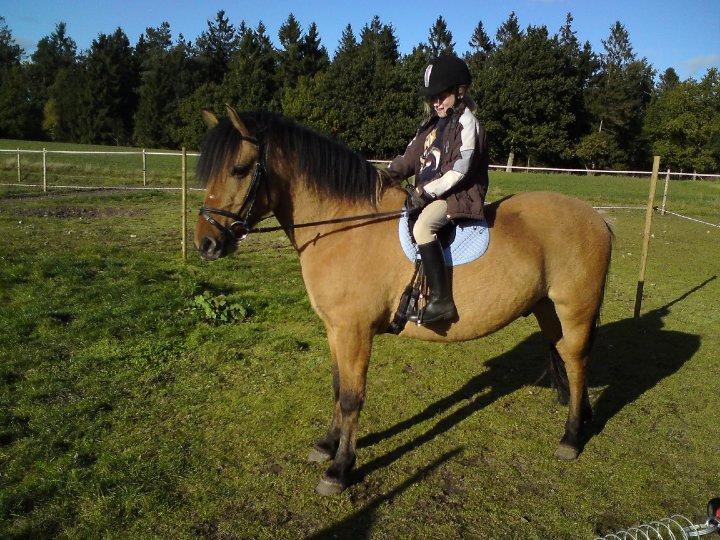 Anden særlig race Figo - camilla min kusine på figo<3 billede 4
