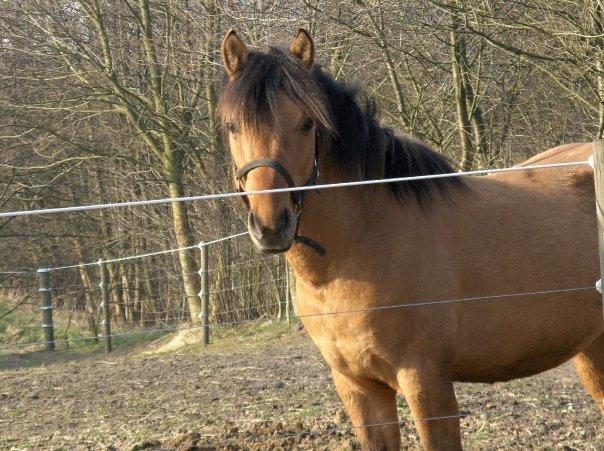 Anden særlig race Figo - figo mus<3 billede 6