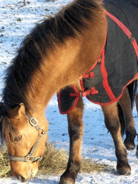 Anden særlig race Figo billede 7