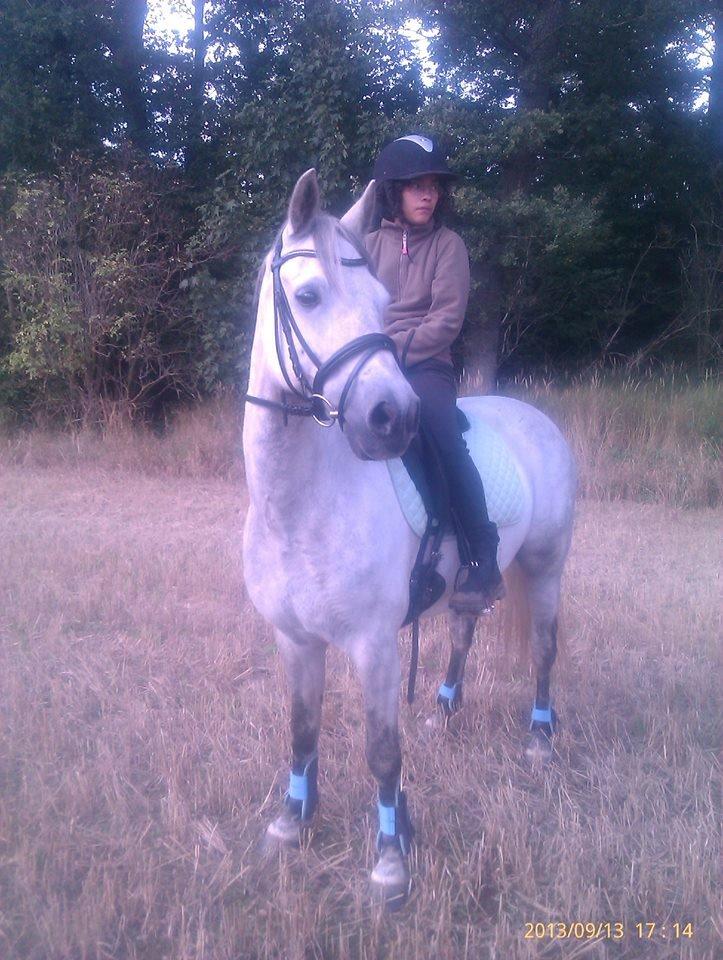 Connemara Aabæks Robin Lee (Cozmo) billede 1