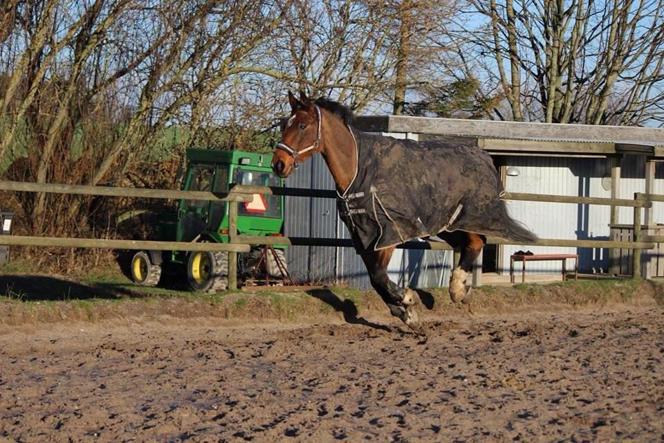 Dansk Varmblod Lucky Lime - Copyright© JG FOTO
 billede 24