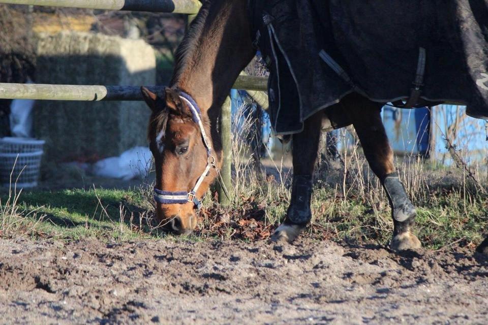 Dansk Varmblod Lucky Lime - Copyright© JG FOTO billede 25