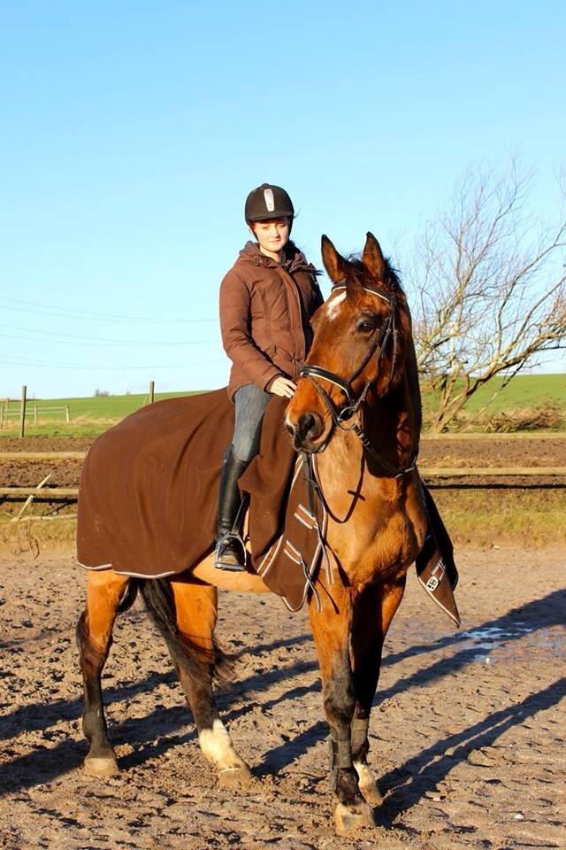 Dansk Varmblod Lucky Lime - Copyright© JG FOTO billede 29