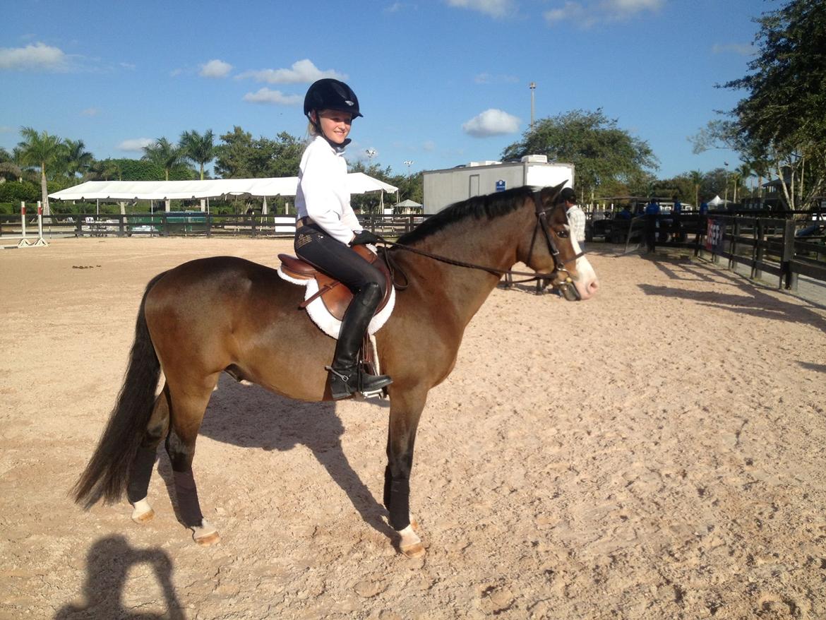 Welsh Pony (sec B) Lukas billede 4