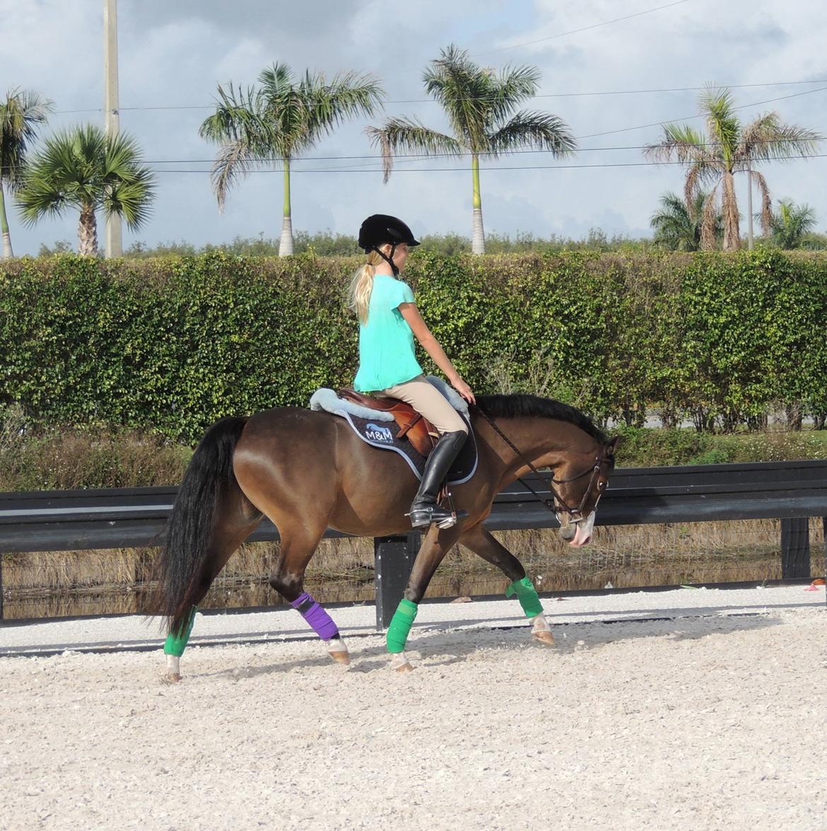 Welsh Pony (sec B) Lukas billede 5