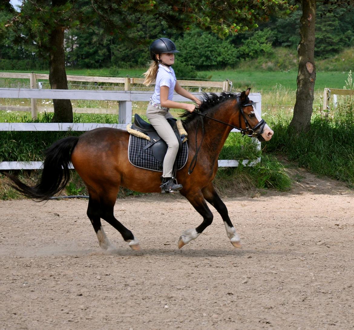Welsh Pony (sec B) Lukas billede 6