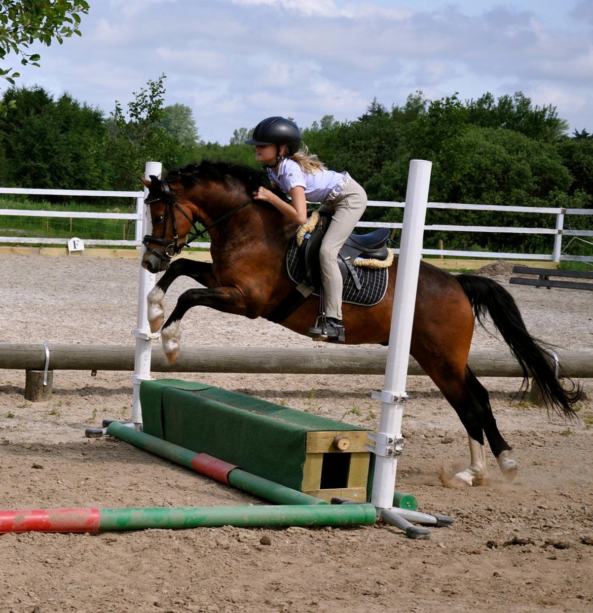 Welsh Pony (sec B) Lukas billede 7