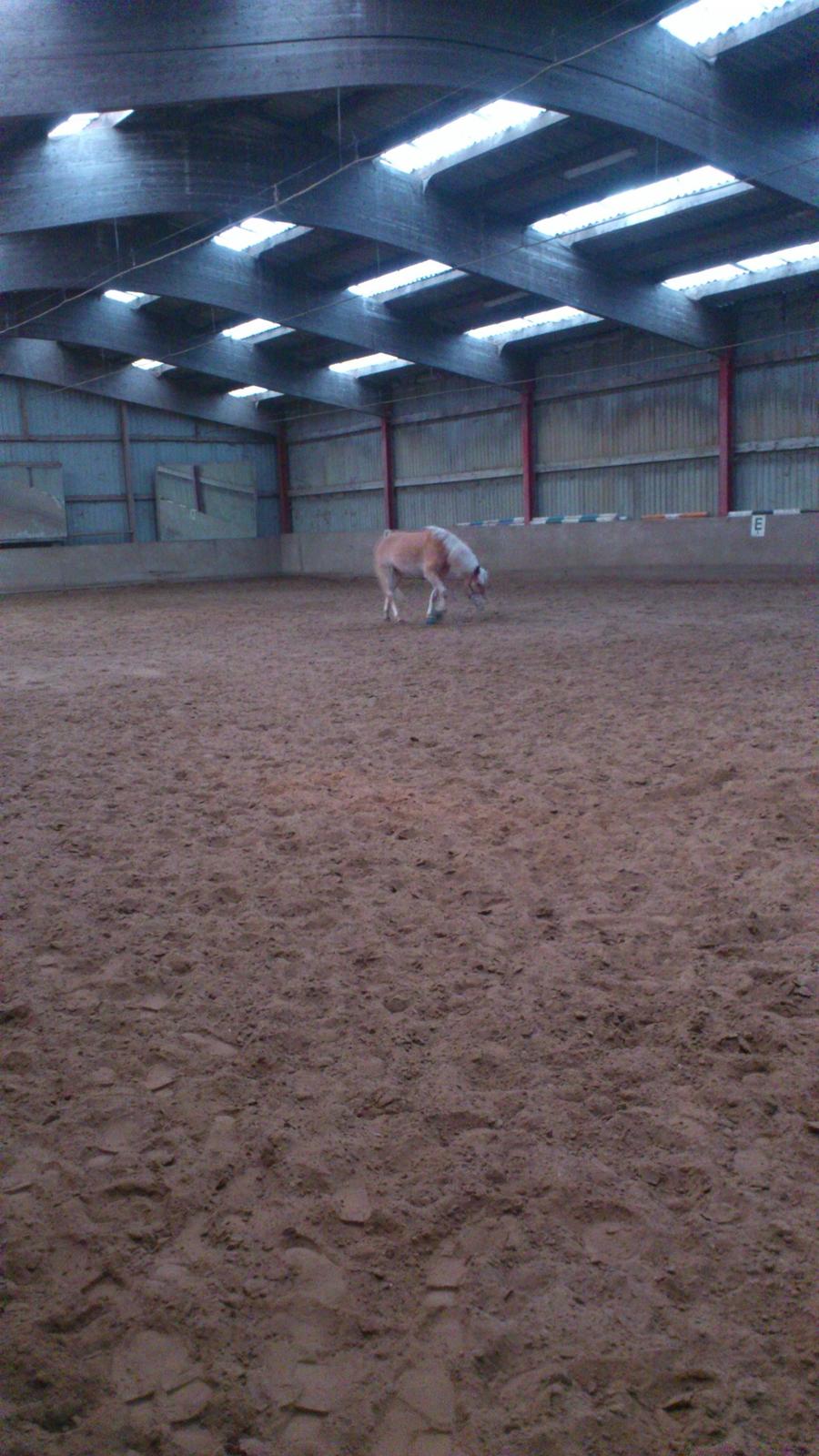 Tyroler Haflinger Wilox (låne hest) billede 22