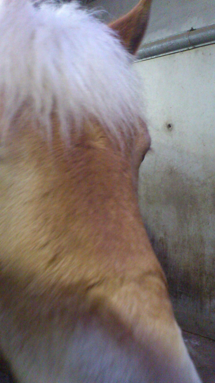 Tyroler Haflinger Wilox (låne hest) billede 23