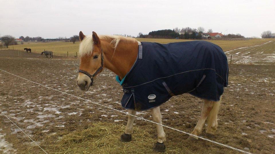 Tyroler Haflinger Wilox (låne hest) billede 25